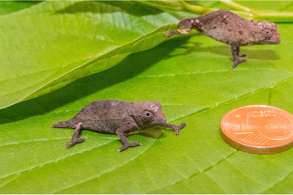 So klein wie ein Centstück: Gleich zwei seltene Tansania-Zwergchamäleons sind im Zoo der Minis geschlüpft.