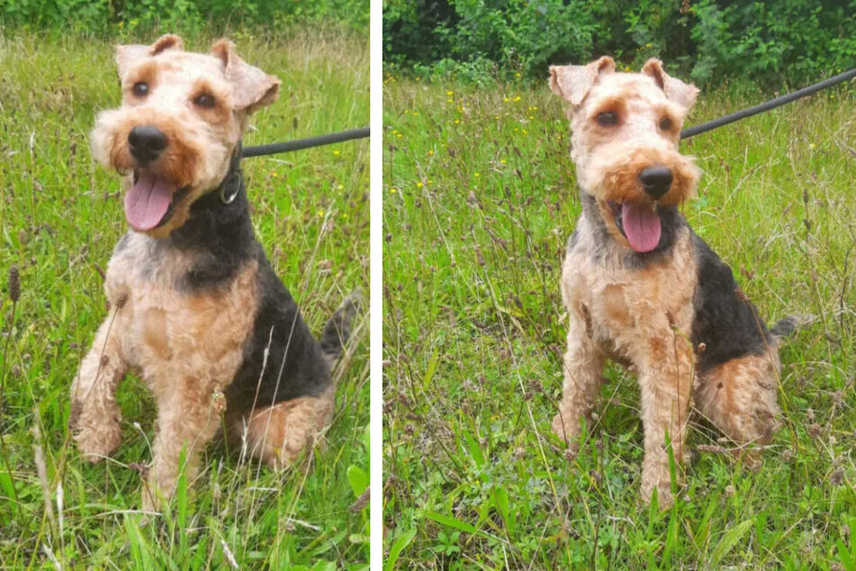 Der hübsche Welsh Terrier Benni (3) wartet im Tierheim Berlin auf seine neuen Besitzer.