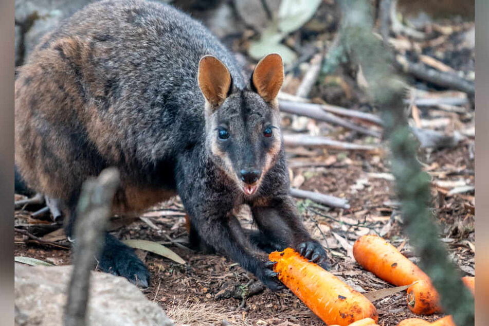 Ein Wallaby frisst Karotten, die aus einem Hubschrauber des NSW National Parks and Wildlife Service abgeworfen wurden.