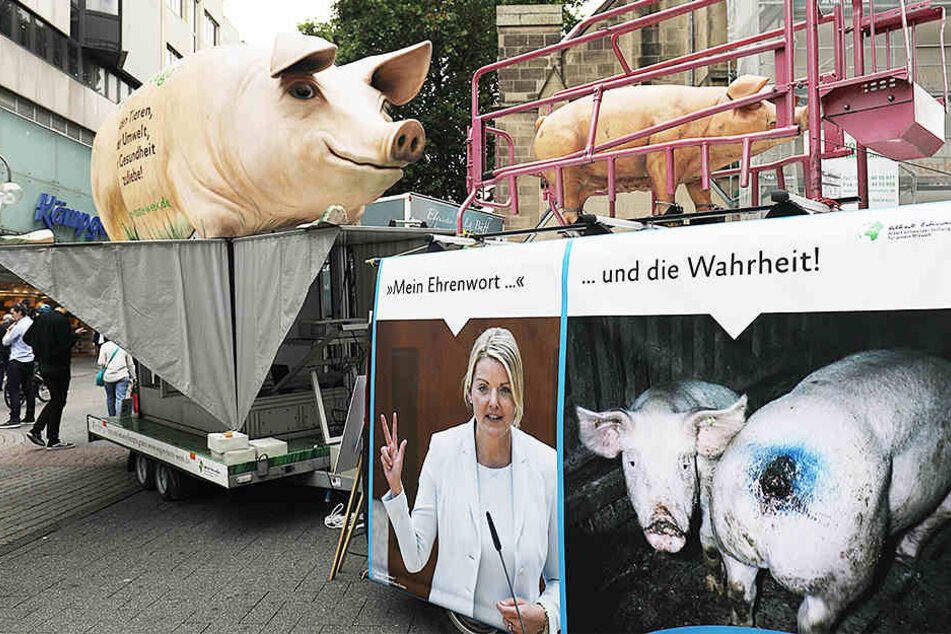 Tierschützer sind entsetzt über die Zustände in dem Schweinemastbetrieb.