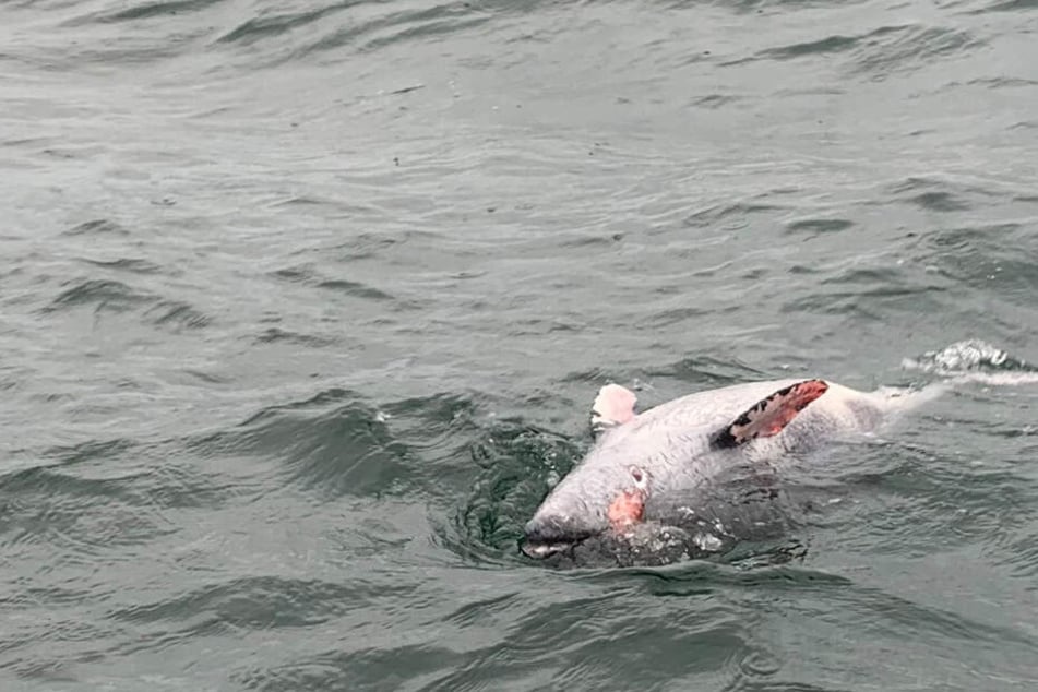 Ein toter Schweinswal treibt vor Neustadt in Holstein im Meer.