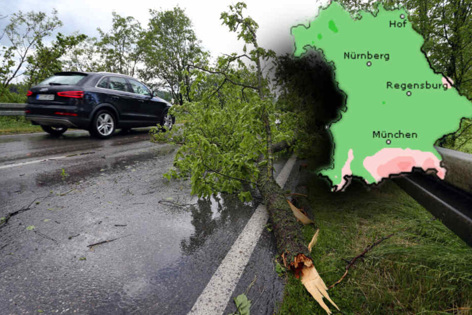 Durch Windböen können Baume in Südbayern leicht umstürzten. (Bildmontage)