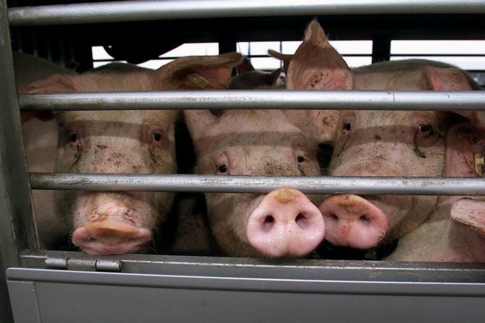 Die Schweine mussten bei hohen Temperaturen ohne Wasser auskommen. (Symbolbild)