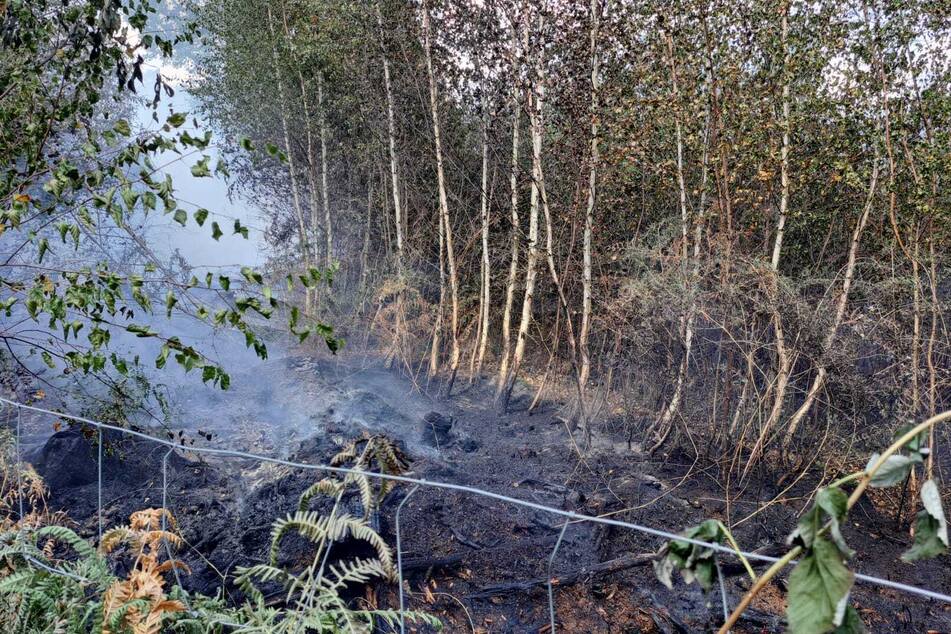 Ein circa ein Hektar großer Bereich des Wermsdorfer Waldes stand in Flammen.