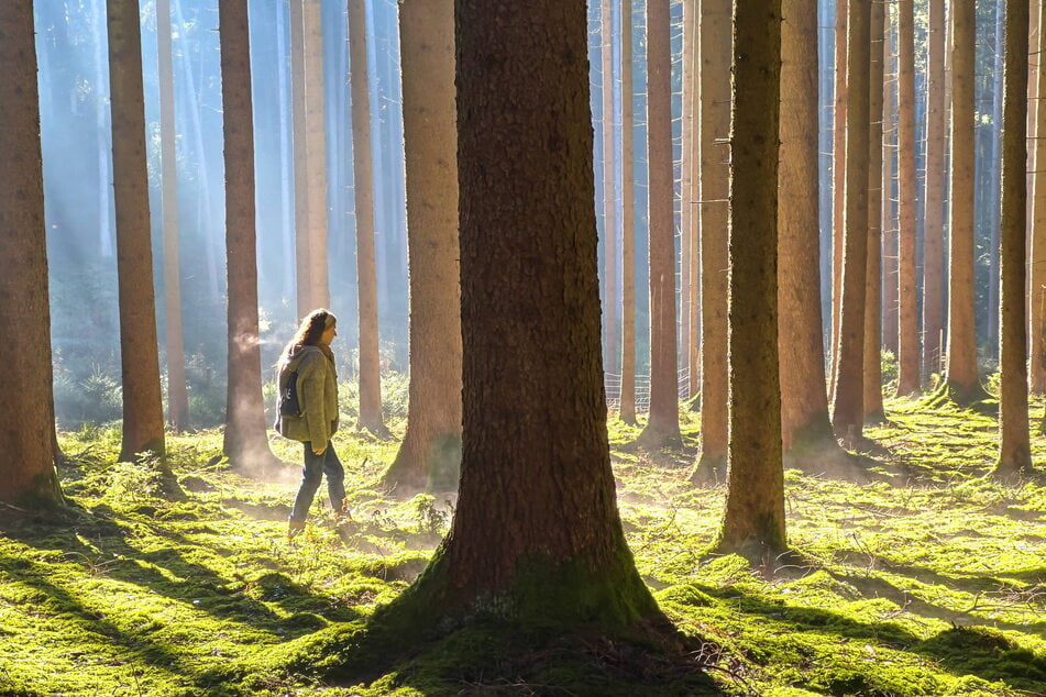 Der Waldumbau im Freistaat schreitet voran. Künftig könnten Bilder wie dieses mit reinem Fichtenbestand Seltenheitswert erlangen.