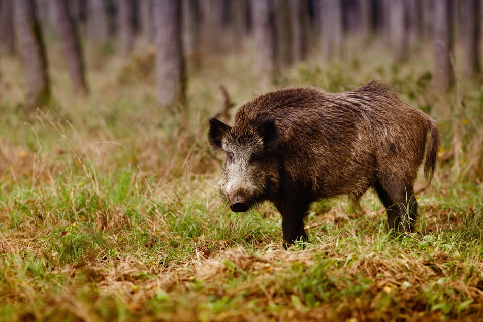 Die Afrikanische Schweinepest betrifft unter anderem Wildschweine, ist unheilbar und endet für die Tiere meist tödlich. (Symbolbild)