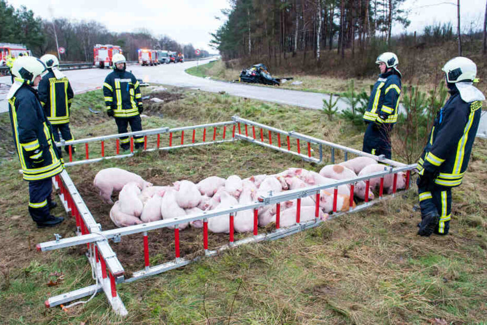 Schweine stehen nach einem Verkehrsunfall auf der Autobahn A24 in einem Gehege aus Feuerwehrleitern.