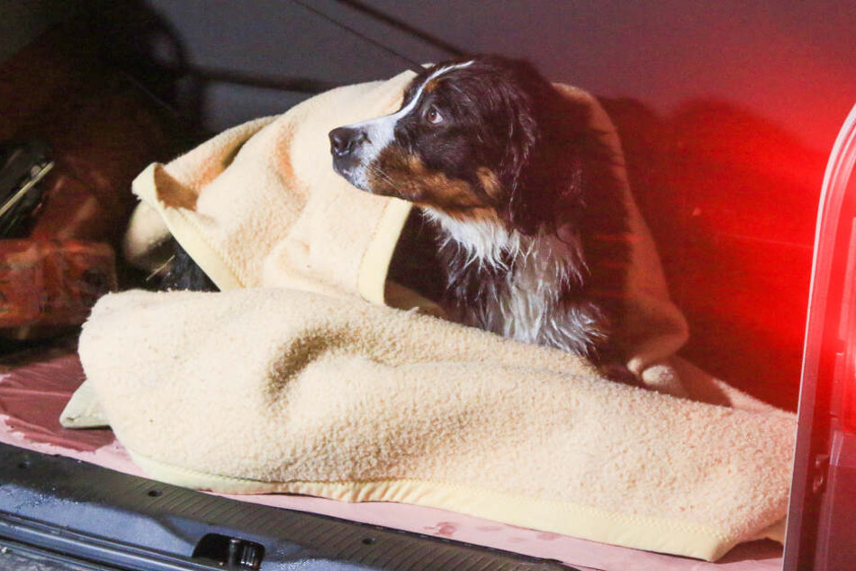 Nur einer der Hunde konnte noch lebend aus dem See gerettet werden.