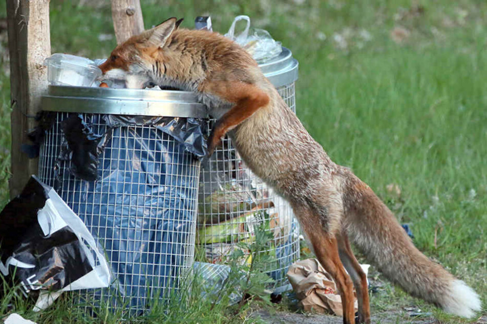 Immer mehr Wildtiere lassen sich in dicht besiedelten Wohngebieten antreffen.