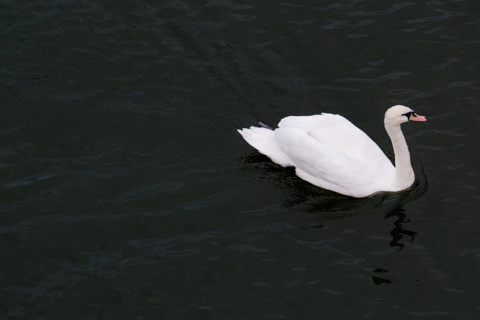 Ein Schwan lebte über Jahre an einem Teich im Landkreis Hof. Nun fehlt von ihm jede Spur. (Symbolbild)
