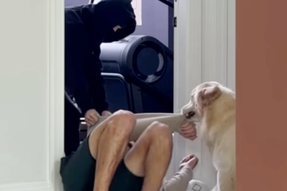 Wem hilft Golden Retriever Bauer hier? Seinem Herrchen oder der Entführerin?