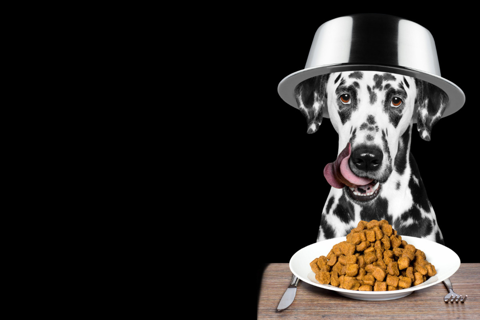 Should your dog switch to a vegan diet?