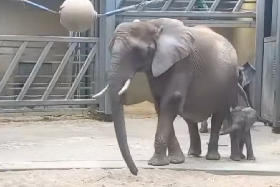 Zuckerschock im Bergzoo Halle: Elefantenbaby erkundet sein Zuhause