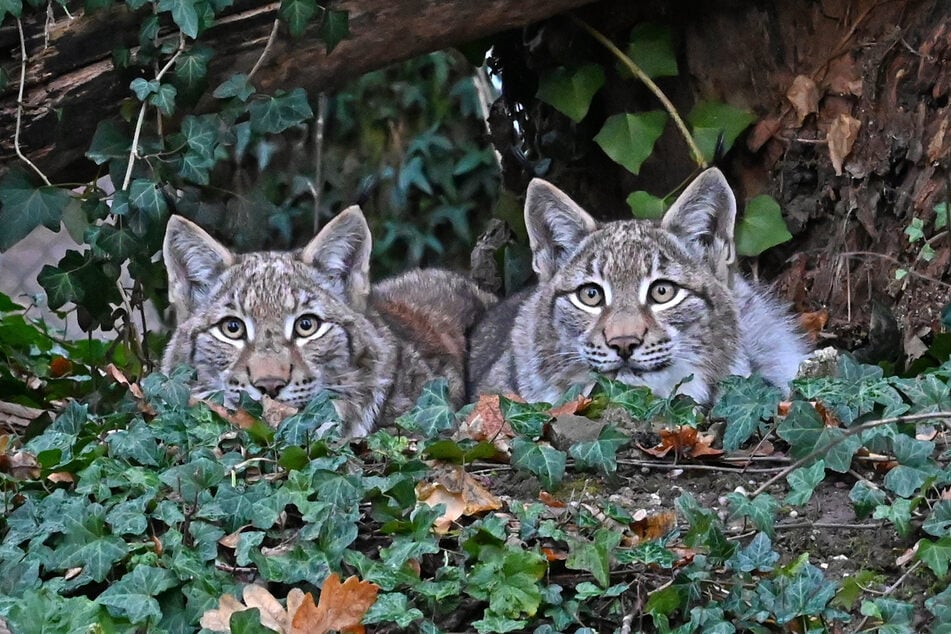 Die Geschwister erblickten im Wildpark "Schwarze Berge" in der Nähe von Hamburg das Licht der Welt. In Eilenburg folgen sie auf Luchs Tabs, der ein biblisches Alter von 20 Jahren erreichte.