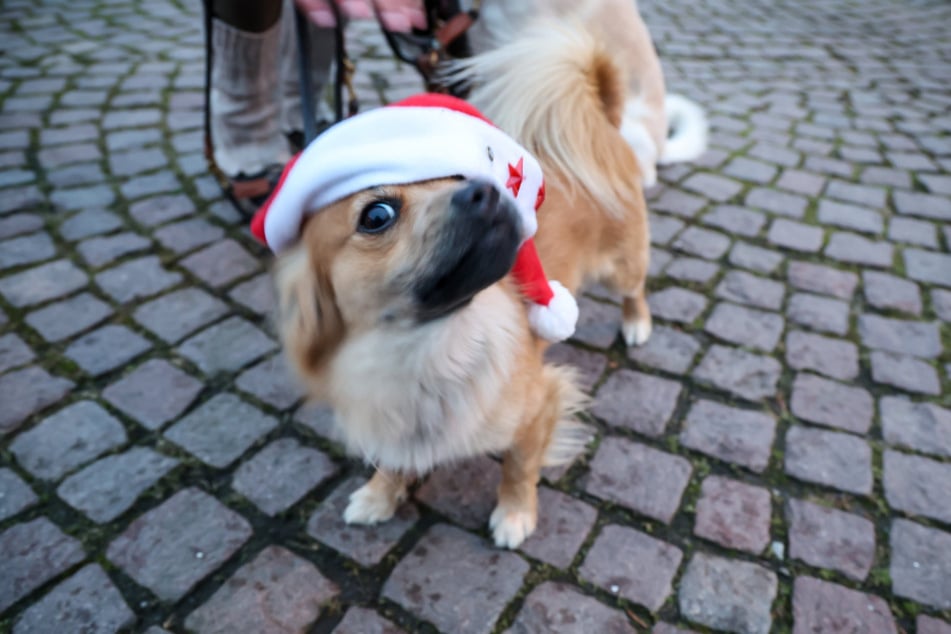 Ein Weihnachtsmarkt für unsere liebsten Vierbeiner. (Symbolbild)