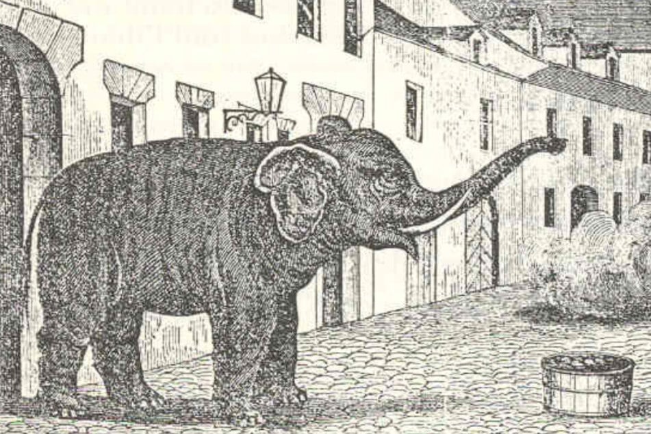 Heute vor 160 Jahren: Wie ein Elefant zur Legende von Murten wurde