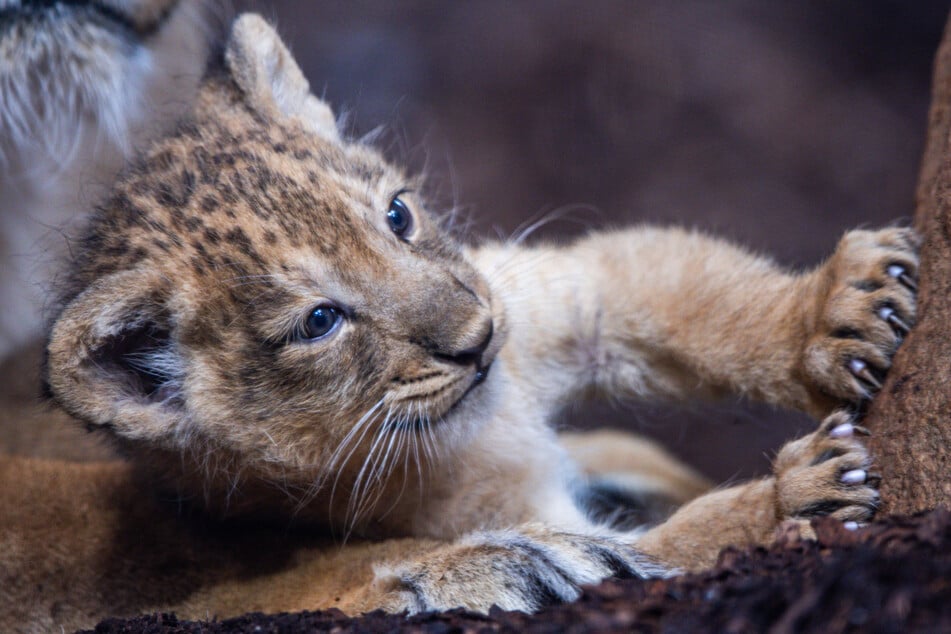 Erst im Sommer 2024 gab es Löwen-Nachwuchs im Schweriner Zoo.