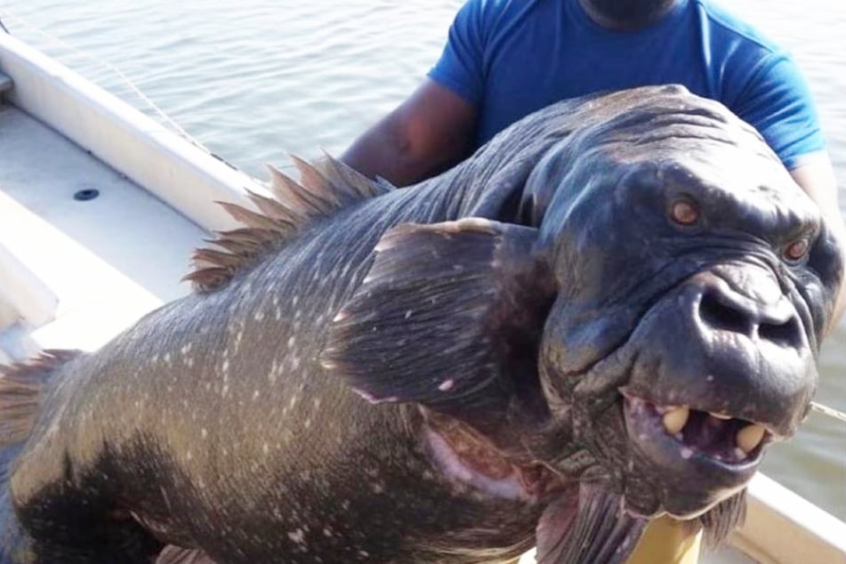 Mann hält großen Fisch mit Gorilla-Gesicht hoch: Was ist das für eine Kreatur?