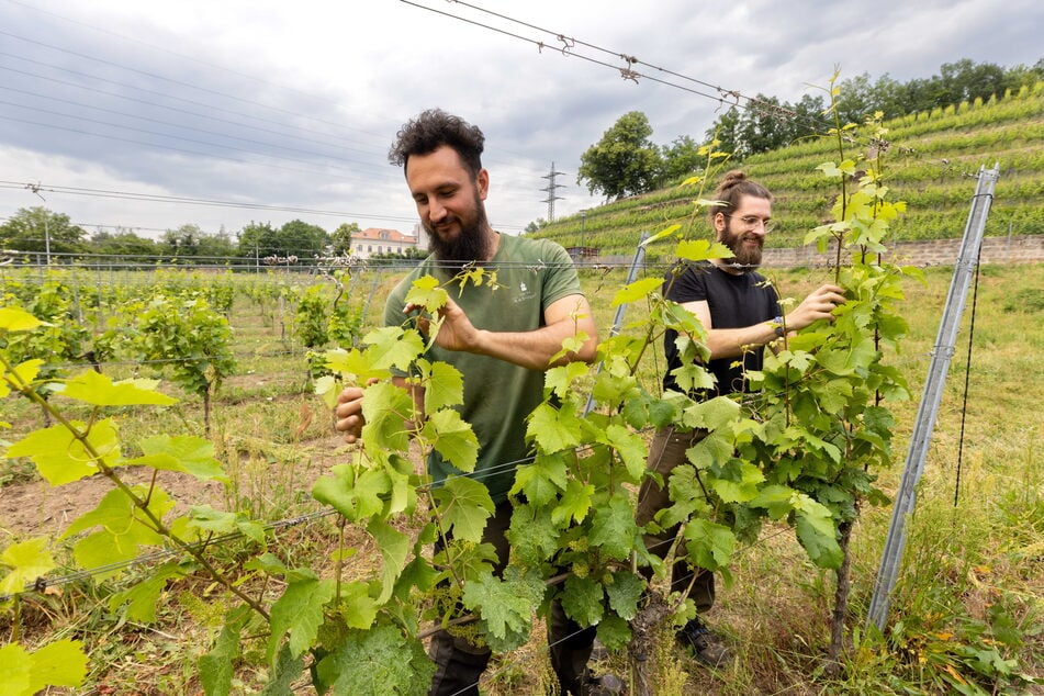 Matthew (l.) und Max heften in ihrem Weinberg die Rebtriebe am Spalier fest.