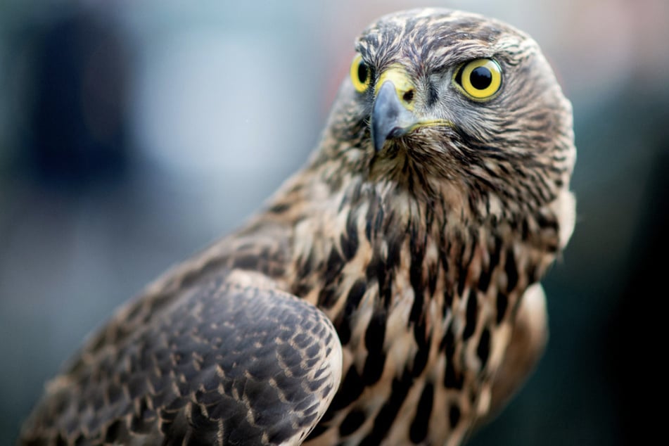 Habicht-Attacke: Greifvogel geht auf Menschen und Hunde los