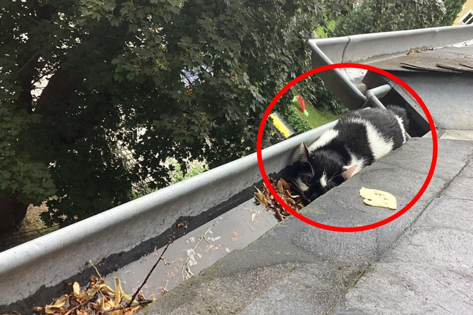 Dresden: Katze liegt "verstört und zitternd" in Regenrinne: Feuerwehr wird zum Retter in der Not