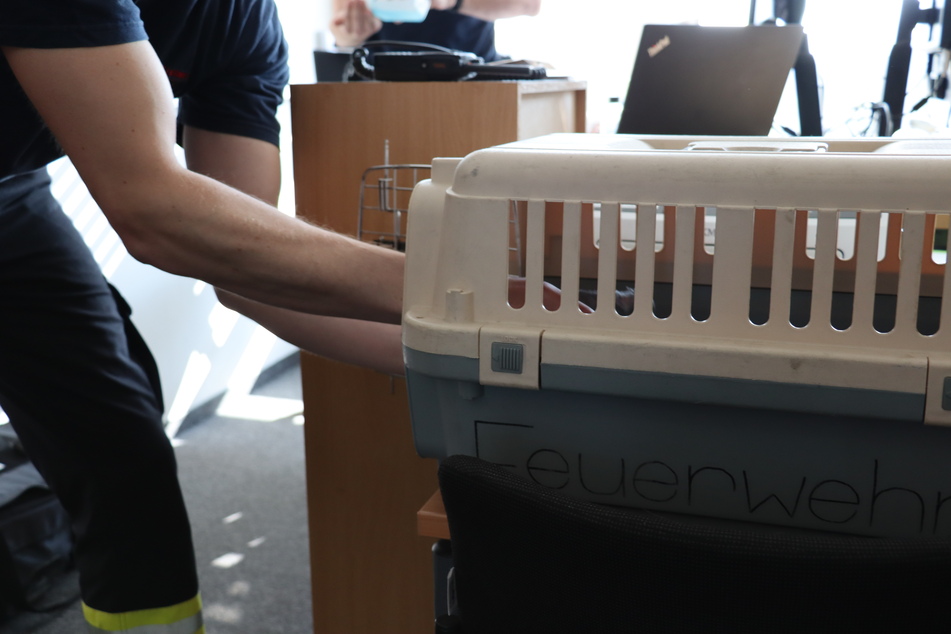 Der Papagei wurde in eine Transportbox gesetzt und später dem Tierschutz übergeben.