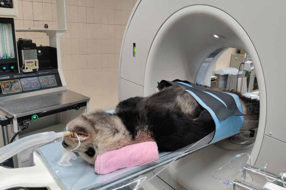 Auf diesem vom Zoo Taipeh veröffentlichten Foto wird Tuan Tuan mit einem CT-Gerät überprüft.