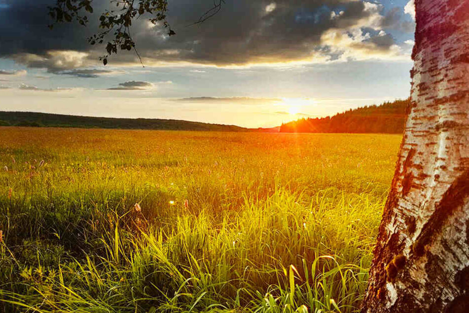 Wiesen beherbergen ein Drittel aller Tier- und Pflanzenarten Deutschlands.