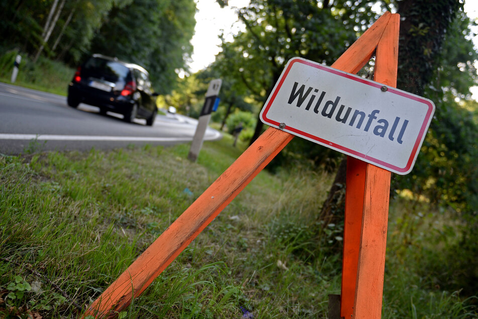 Bei einem Wildunfall mit einem Hirsch auf der B110 ist ein 25-Jähriger tödlich verletzt worden. (Symbolfoto)