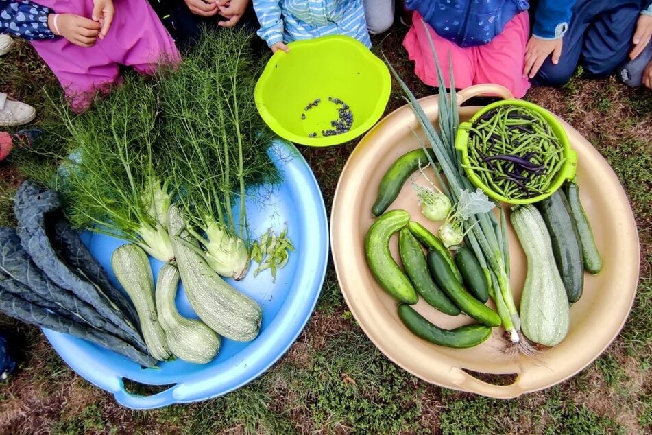 Nach der Ernte wird gemeinsam gewogen, gewaschen und probiert - vieles wird dabei direkt im Garten verkostet.
