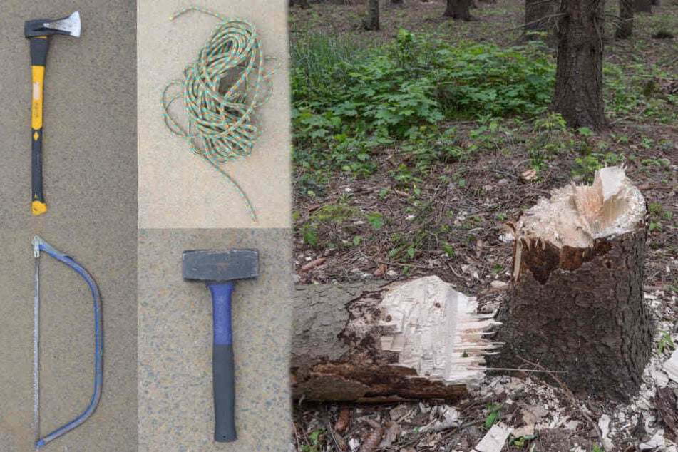 Bäume im Hambacher Forst gefällt! Waren es wieder Besetzer?