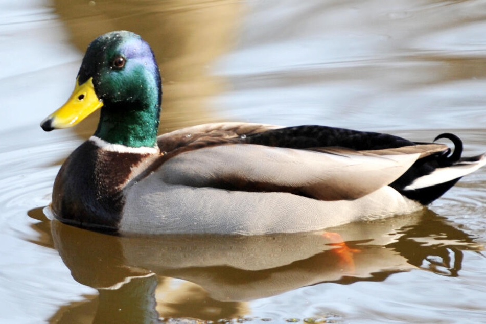 Enten wurden im Freistaat Bayern im Zuge von "Animal Hoarding" auch aufgefunden. (Symbolbild)