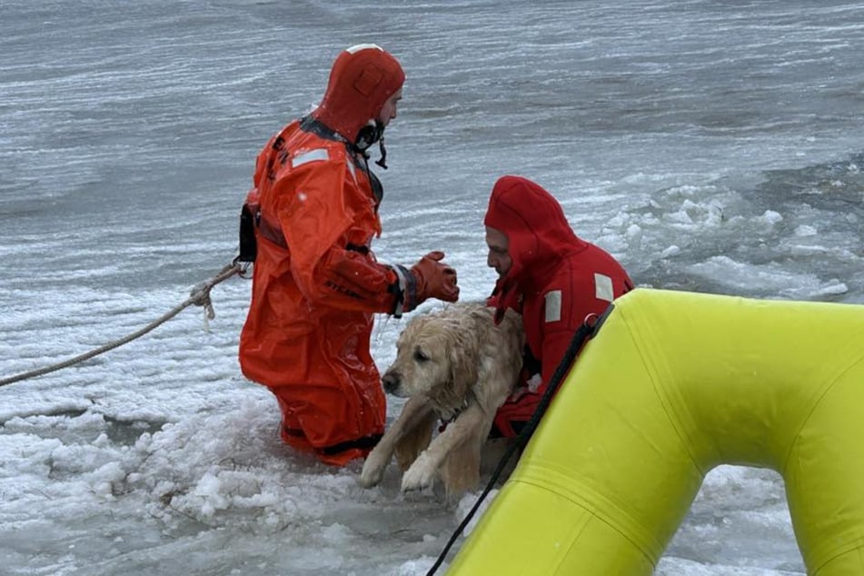 Völlig erschöpft erreichten Phoenix und seine Retter das Ufer - nun ab ins Warme.