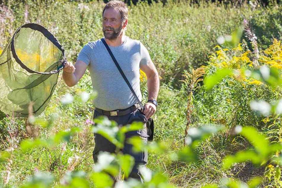 Beklagt einen Artenrückgang: Schmetterlingsexperte Marko Eigner fängt mit dem Netz Schmetterlinge auf einer Chemnitzer Wiese.
