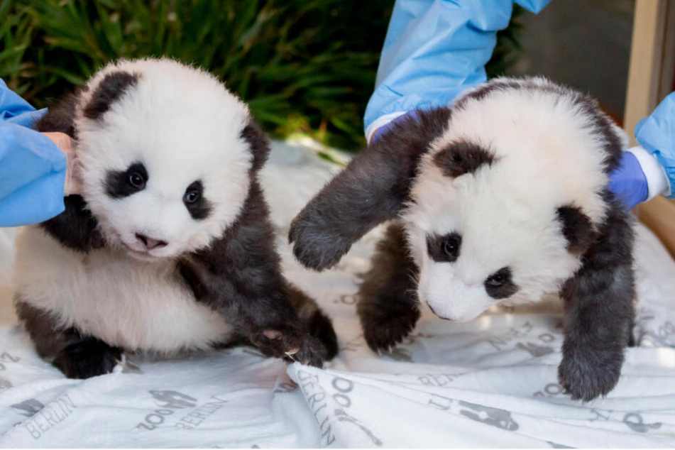 Die Panda-Zwillings-Männchen Meng Yuan (l) und Meng Xiang liegen bei der Bekanntgabe ihrer Namen und ihres Geschlechts im Berliner Zoo in ihrem Bett, wobei Sie von Tierpflegern angehoben werden. (Archivbild)