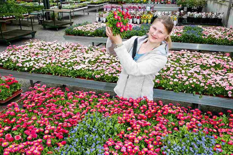 Marlen Müller (33) vom Gartenbau Müller empfiehlt das Tausendschön als bienenfreundliche Pflanze.
