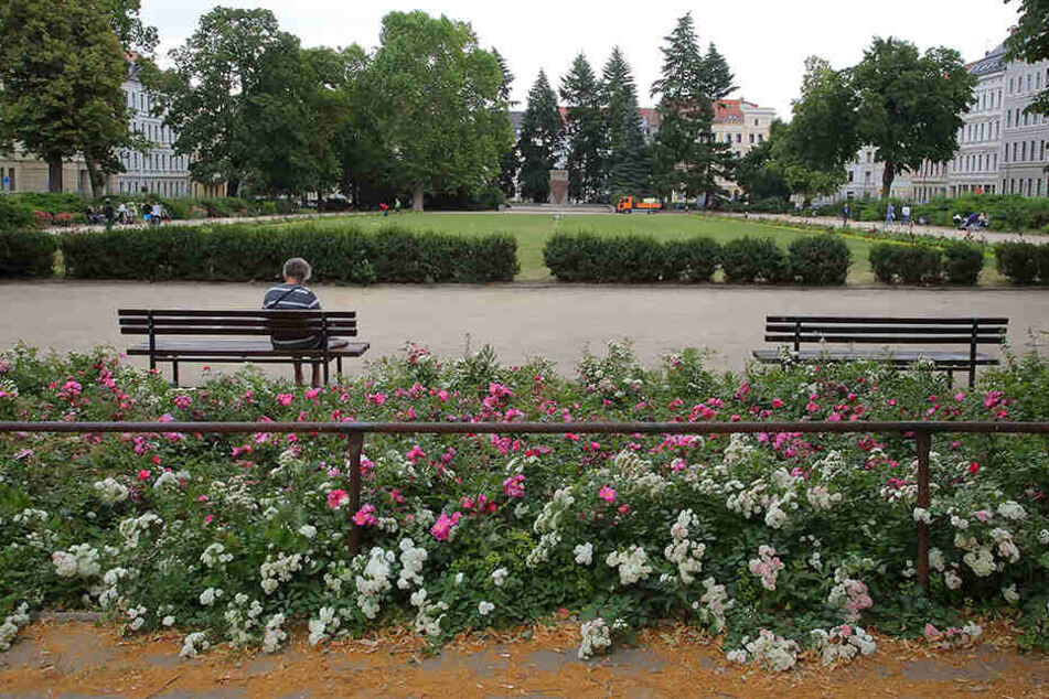 Die Blumen-Rabatten am Wilhelmsplatz in Görlitz laden zum Verweilen und Pausieren. Daniel T. (27) riss hier haufenweise Tulpen raus.