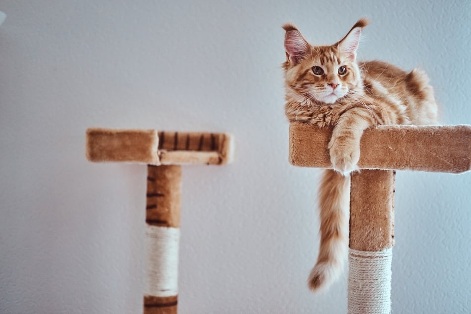 Kratzbäume können Stress für Katzen und dadurch auch das Risiko von Fauchen reduzieren.