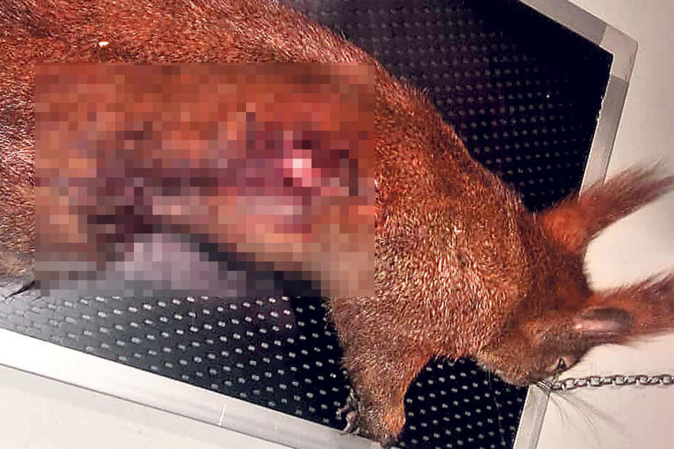 Sonntagnachmittag fand eine Spaziergängerin im Landkreis Meißen ein verletztes Eichhörnchen. Das ist nun verstorben.