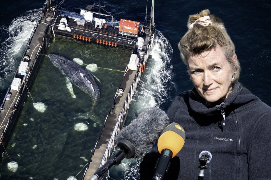 Tierärztin holt nach Wal-Rettung zum Rundumschlag aus