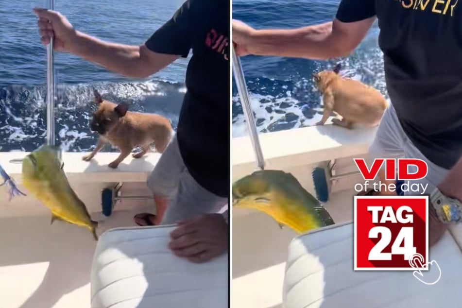 viral videos: Viral Video of the Day for August 28, 2025: Dog steals the show after his owner catches a massive fish!
