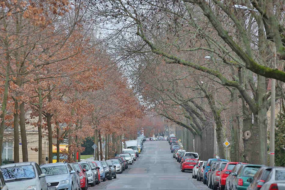 Die Bäume an der Reichenbachstraße erlauben keinen Einsatz von Streusalz.
