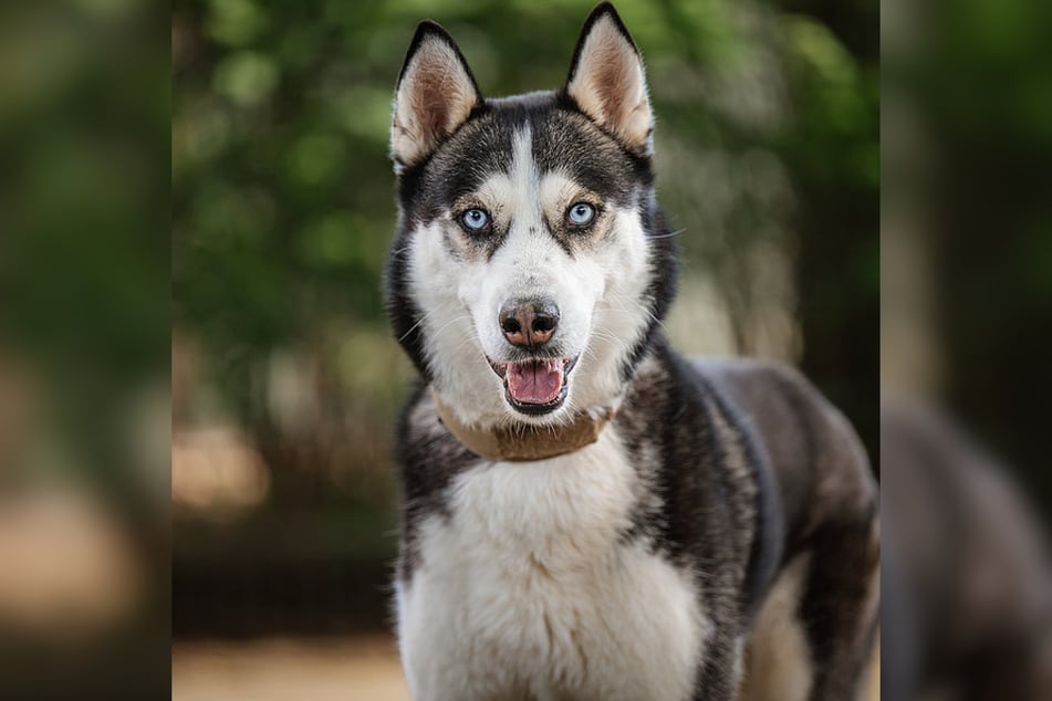 Der junge Husky-Rüde Felix sucht ein liebevolles neues Zuhause.