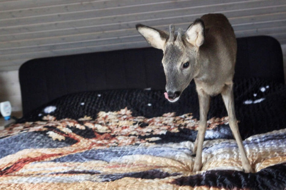 "Bambi" schlief in einem Körbchen im Schlafzimmer des Ehepaares.