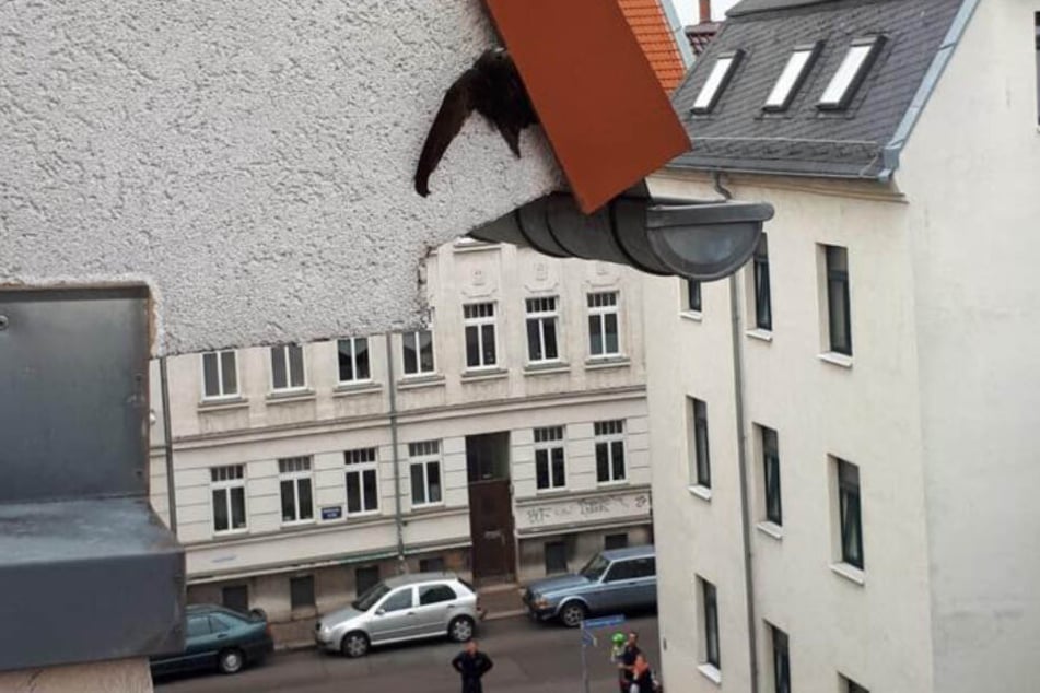 So klemmte der Mauersegler fest.