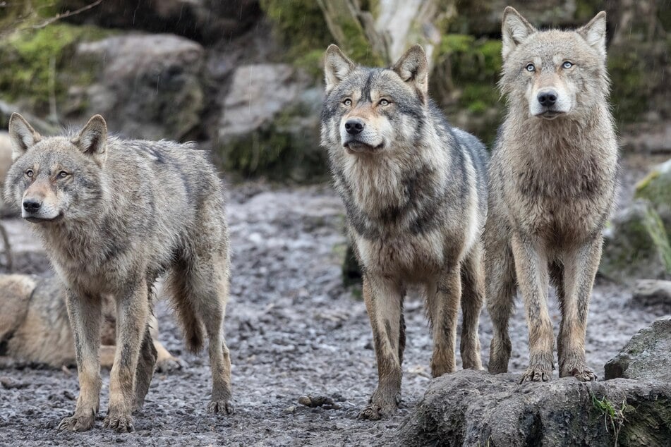 Three wolves had to die in Copenhagen because they took up too much space (stock image).