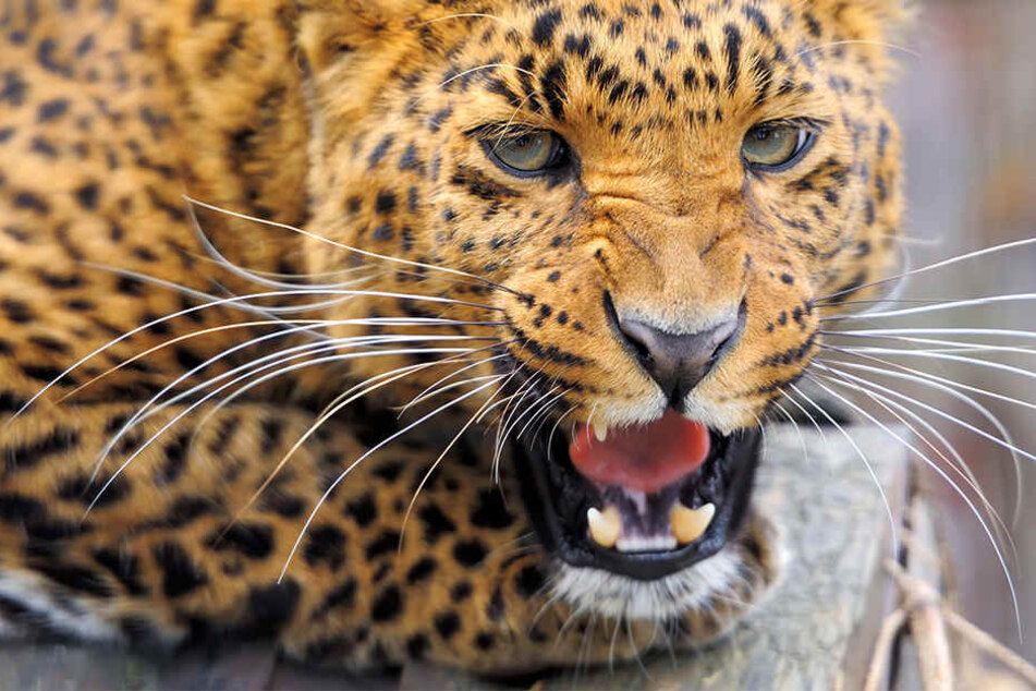 Ein Leopard hat in Indien offenbar schon zum dritten Mal ein Kind getötet. (Symbolbild)