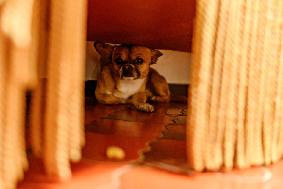 Die Böllerei rund um Silvester lässt viele Hunde panisch unterm Sofa verschwinden. (Symbolbild)
