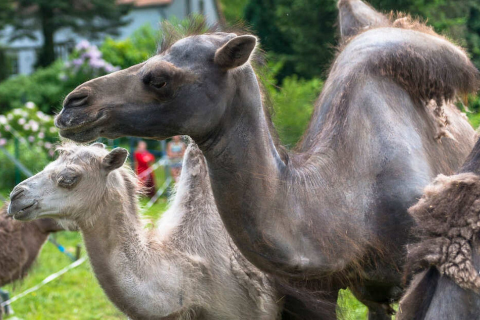Die Kamele sind für den Zirkus ein treuer Begleiter.
