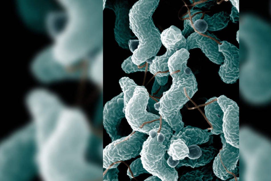 Campylobacter kommen etwa im Darm von Rindern vor und werden mit dem Kot ausgeschieden.